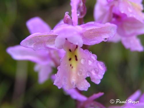 Orchis x pseudoanatolica